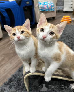 Фото №2 к объявлению №150629 о продаже беспородная - купить в Германии из приюта, заводчик