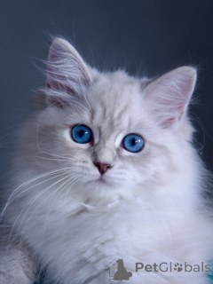 Фото №3. Сибирские кошки на приют игривы и ласковы.. Швеция