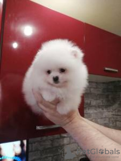 Фото №2 к объявлению №126880 о продаже померанского шпица - купить в Португалии 