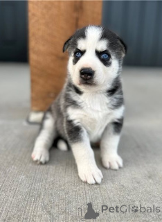Фото №1. сибирский хаски - купить в Bad Soden-Salmünster за договорная. Объявление №162219