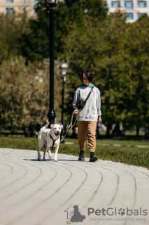 Фото №4. Продажа беспородную в Москва  - цена Бесплатно