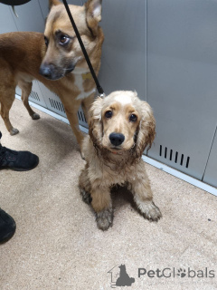 Фото №2 к объявлению №157083 о продаже  - купить в Великобритании частное объявление