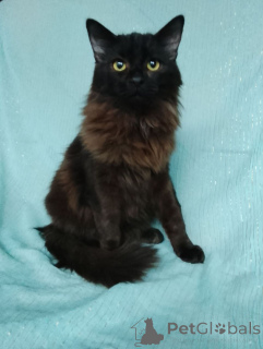 Фото №1.  - купить в Москве реке за Бесплатно. Объявление №161311