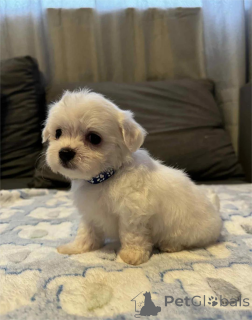 Фото №1. мальтийская болонка - купить в Дюльмен за 32468₽. Объявление №154315