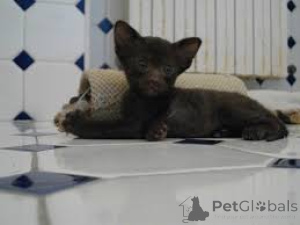 Фото №3. Chatons Havana Brown доступны на заказ.. Бельгия