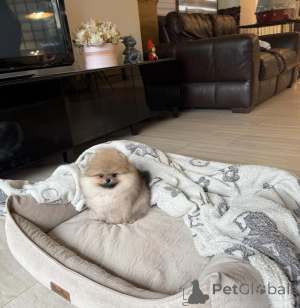 Фото №2 к объявлению №167355 о продаже померанского шпица - купить в Германии частное объявление