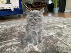 Фото №3. БРИТАНСКИЕ КОРОТКОШЕРСТНЫЕ КОТЯТА НА Усыновление. Великобритания