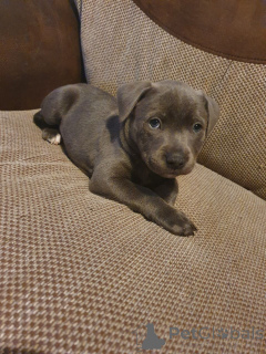 Фото №1. стаффордширский бультерьер - купить в Генк за 92767₽. Объявление №165190