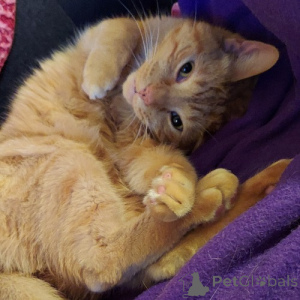 Фото №2 к объявлению №138770 о продаже американская короткошёрстная - купить в Германии заводчик