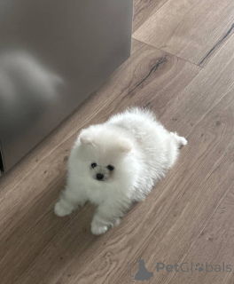 Фото №1. померанский шпиц - купить в Дрезден за 51022₽. Объявление №157585