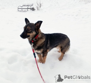 Фото №2 к объявлению №163728 о продаже беспородную - купить в России частное объявление