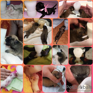 Дополнительные фото: Соска-стаканчик для выкармливания новорождённых щенков и котят