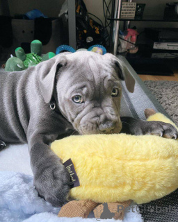 Фото №2 к объявлению №163314 о продаже американского стаффордширского терьера - купить в Франции частное объявление, заводчик