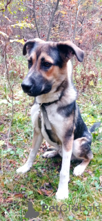 Фото №1. беспородная - купить в Москве реке за Бесплатно. Объявление №155102