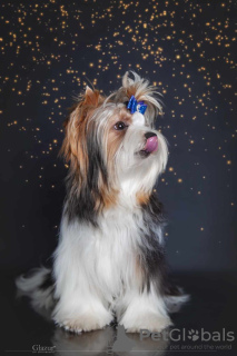 Фото №4. Продажа бивер-йоркширского терьера в Кропивни́цком из питомника - цена 24351₽