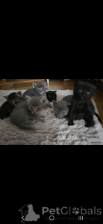 Фото №3. Миси Сиамский мисийский котенок. Швейцария