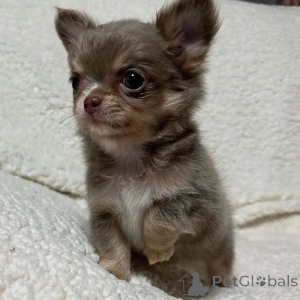 Фото №1. беспородная - купить в Париже за договорная. Объявление №167149