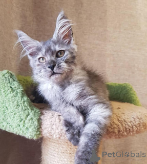 Фото №3. Котенок Мэн Кун с семейным древом. Германия