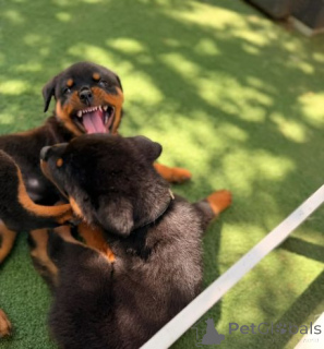 Фото №3. Gesunde Rottweilerwelpen zu verkaufen... Kontaktieren Sie mich per WhatsApp.  Германия