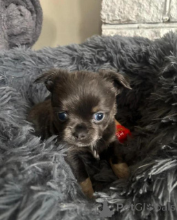 Фото №3. щенки чихуахуа 3 месяца.  Германия