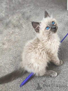 Фото №2 к объявлению №159068 о продаже рэгдолл - купить в Германии заводчик