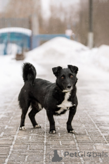 Фото №3. В хорошие руки отдадим симпатягу парня по имени Шнырек!.  Россия