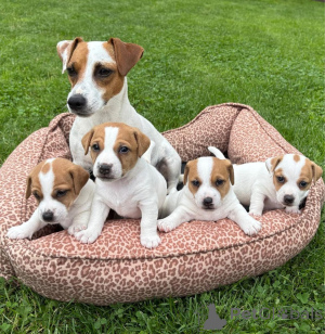 Фото №1. джек-рассел-терьер - купить в Хельсинки за Бесплатно. Объявление №160305