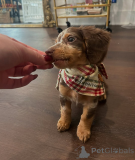 Фото №1. такса - купить в Хельсинки за 46384₽. Объявление №164016