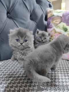 Фото №2 к объявлению №139144 о продаже американский бобтейл длинношёрстный - купить в Турции заводчик