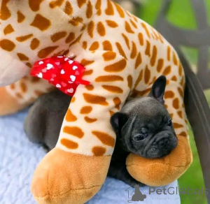 Фото №1.  - купить в Бад Вильдунгене за договорная. Объявление №167016