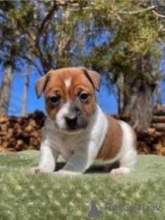 Фото №2 к объявлению №164685 о продаже джек-рассел-терьера - купить в Финляндии частное объявление, заводчик