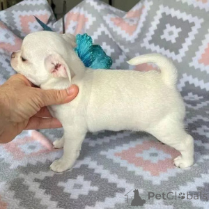 Фото №1. чихуахуа - купить в Белоозёрский за Бесплатно. Объявление №164722