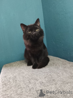 Фото №3. Красавица Гаяна в поисках своей семьи.. Россия