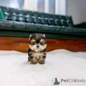 Фото №3. Teacup Yorkie Puppy для усыновления.  США