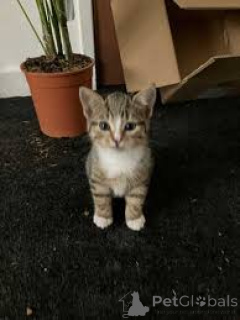 Фото №3. Европейские котята кортаар te koop. Бельгия