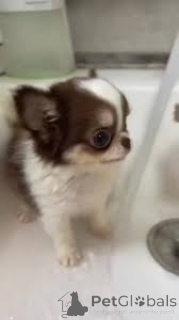 Фото №2 к объявлению №164197 о продаже чихуахуа - купить в Великобритании частное объявление, заводчик