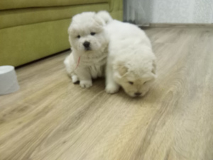 Фото №3. чау-чау.  Беларусь