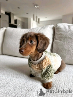 Фото №1. такса - купить в Хельсинки за 46384₽. Объявление №163626