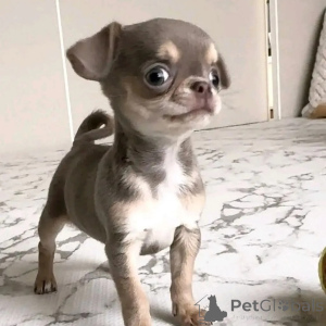 Фото №2 к объявлению №152836 о продаже чихуахуа - купить в Германии частное объявление