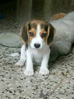 Фото №2 к объявлению №161169 о продаже  - купить в Великобритании 