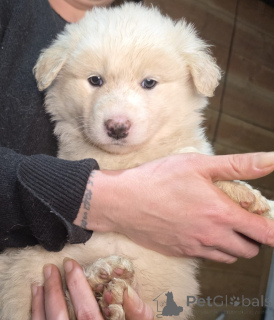 Фото №1. беспородная - купить в Дармштадт за 37107₽. Объявление №152382