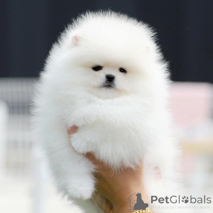 Фото №1.  - купить в Бамберг за 33790₽. Объявление №167053