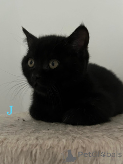 Фото №1. британская короткошёрстная - купить в Бергиш Гладбах за 32468₽. Объявление №160106