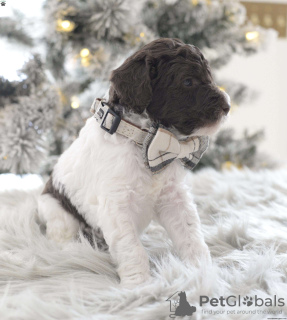 Фото №2 к объявлению №63263 о продаже пуделя (той) - купить в США 