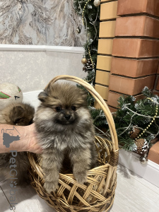 Фото №2 к объявлению №138531 о продаже азавака, немецкого шпица - купить в России частное объявление