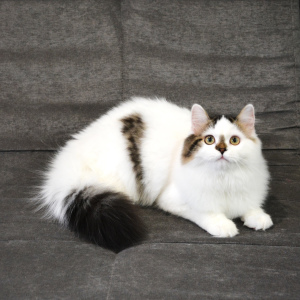 Фото №2 к объявлению №2502 о продаже шотландская (скоттиш страйт) - купить в России из питомника