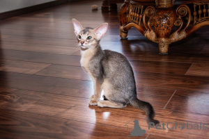 Фото №2 к объявлению №140549 о продаже абиссинская - купить в Украине из питомника