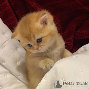 Фото №1.  - купить в Кэмпбелл Таун за договорная. Объявление №161838