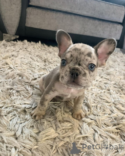 Фото №2 к объявлению №161980 о продаже французского бульдога - купить в Малайзии 