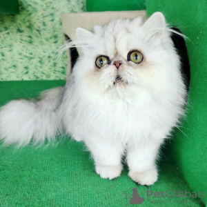 Фото №3. Продаются очаровательные породистые персидские котята.. Финляндия